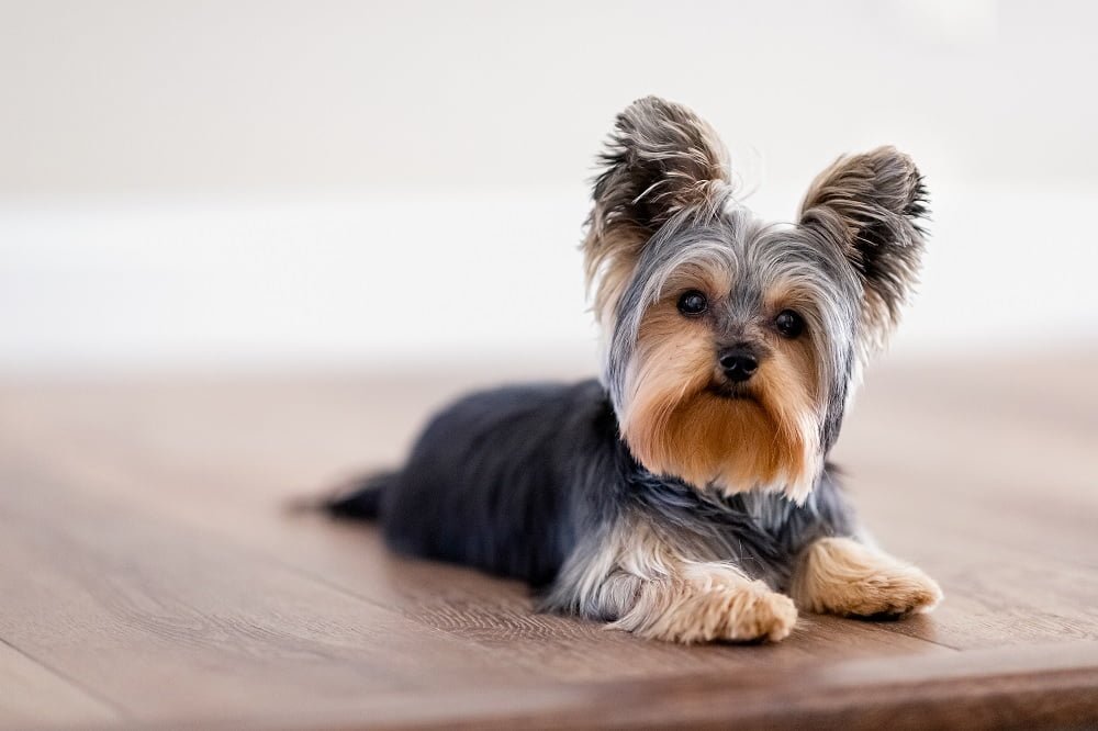 yorkshire terrier temperament