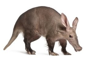 50 Animals List From The World of Mammals With Scientific Name 36 Aardvark
