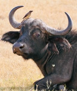 50 Animals List From The World of Mammals With Scientific Name 42 African Buffalo