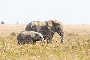 50 Animals List From The World of Mammals With Scientific Name 2 African Elephant