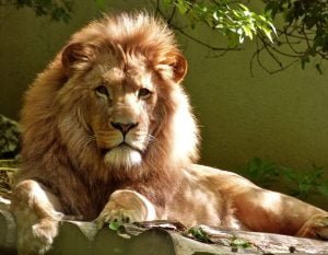 50 Animals List From The World of Mammals With Scientific Name 8 African Lion
