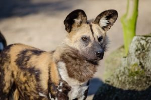 50 Animals List From The World of Mammals With Scientific Name 18 African Wild Dog