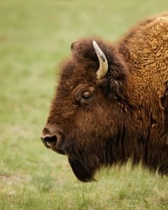 50 Animals List From The World of Mammals With Scientific Name 21 American Bison