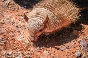 50 Animals List From The World of Mammals With Scientific Name 39 Armadillo