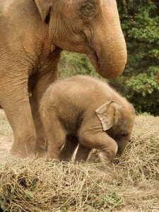 50 Animals List From The World of Mammals With Scientific Name 25 Asian Elephant