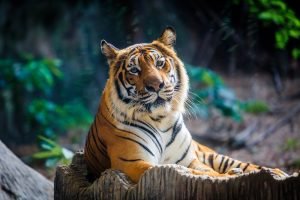 50 Animals List From The World of Mammals With Scientific Name 4 Bengal Tiger