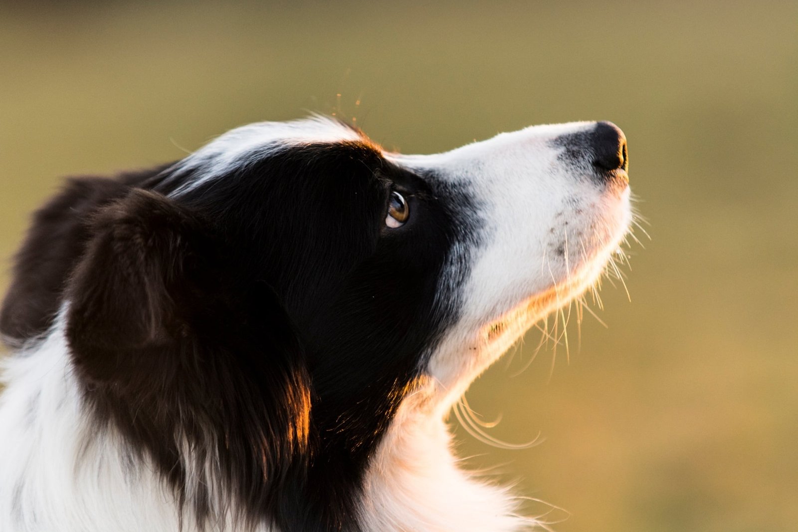 Border Collie dog