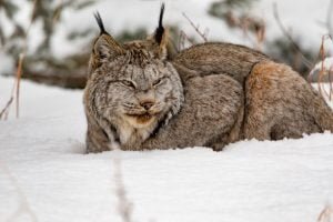 50 Animals List From The World of Mammals With Scientific Name 27 Canadian Lynx