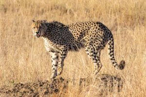 50 Animals List From The World of Mammals With Scientific Name 24 Cheetah