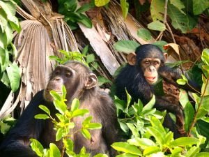 50 Animals List From The World of Mammals With Scientific Name 11 Chimpanzees