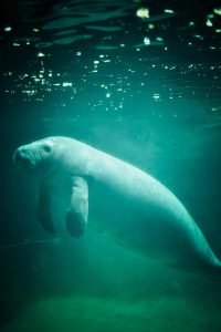 50 Animals List From The World of Mammals With Scientific Name 45 Dugong