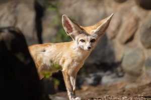 50 Animals List From The World of Mammals With Scientific Name 40 Fennec Fox