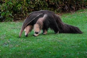 50 Animals List From The World of Mammals With Scientific Name 46 Giant Anteater
