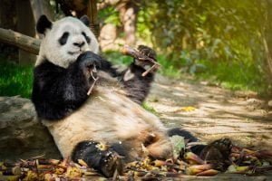 50 Animals List From The World of Mammals With Scientific Name 5 Giant Panda