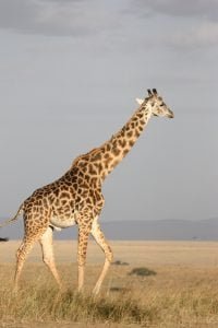 Giraffe