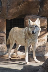 50 Animals List From The World of Mammals With Scientific Name 6 Gray Wolf