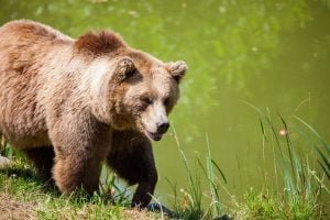 50 Animals List From The World of Mammals With Scientific Name 10 Grizzly Bear