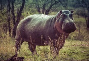 50 Animals List From The World of Mammals With Scientific Name 19 Hippopotamus