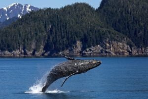 50 Animals List From The World of Mammals With Scientific Name 12 Humpback Whale