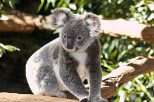 50 Animals List From The World of Mammals With Scientific Name 7 Koala
