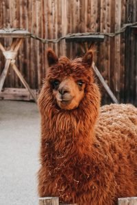50 Animals List From The World of Mammals With Scientific Name 49 Llama