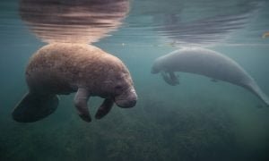 50 Animals List From The World of Mammals With Scientific Name 32 Manatee