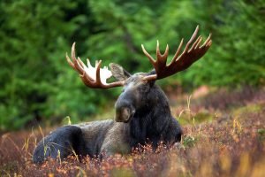 50 Animals List From The World of Mammals With Scientific Name 43 Moose