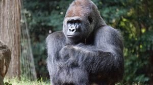 50 Animals List From The World of Mammals With Scientific Name 23 Mountain Gorilla