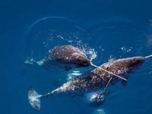 50 Animals List From The World of Mammals With Scientific Name 35 Narwhal