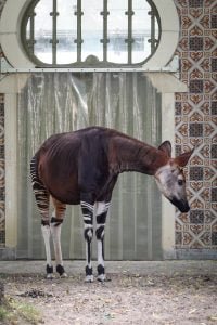50 Animals List From The World of Mammals With Scientific Name 37 Okapi
