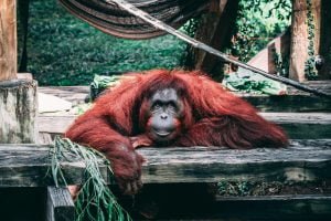50 Animals List From The World of Mammals With Scientific Name 13 Orangutan