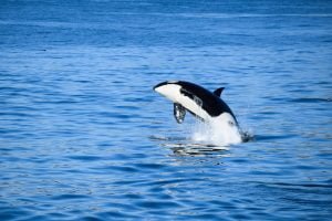50 Animals List From The World of Mammals With Scientific Name 33 Orca (Killer Whale)