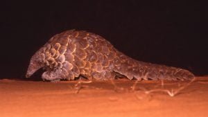 50 Animals List From The World of Mammals With Scientific Name 38 Pangolin