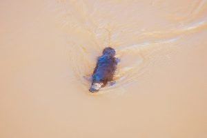 50 Animals List From The World of Mammals With Scientific Name 28 Platypus