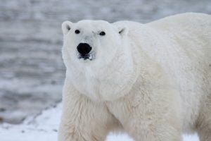 50 Animals List From The World of Mammals With Scientific Name 9 Polar Bear
