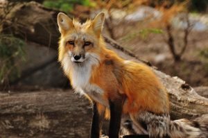 50 Animals List From The World of Mammals With Scientific Name 31 Red Fox