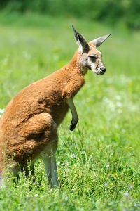 50 Animals List From The World of Mammals With Scientific Name 20 Red Kangaroo