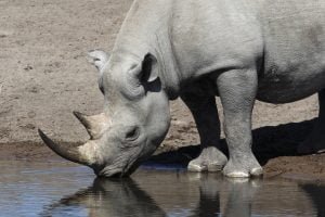 50 Animals List From The World of Mammals With Scientific Name 22 Rhinoceros