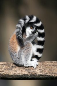 50 Animals List From The World of Mammals With Scientific Name 47 Ring-tailed Lemur