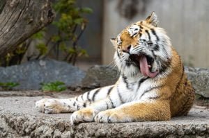 50 Animals List From The World of Mammals With Scientific Name 17 Siberian Tiger
