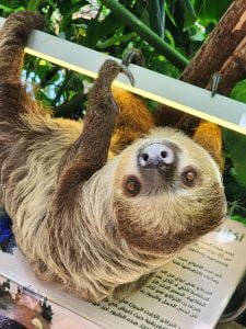 50 Animals List From The World of Mammals With Scientific Name 41 Sloth