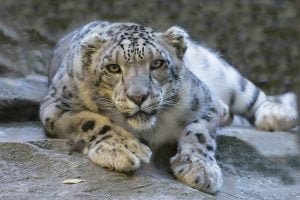 50 Animals List From The World of Mammals With Scientific Name 26 Snow Leopard