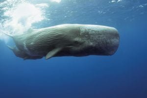 50 Animals List From The World of Mammals With Scientific Name 34 Sperm Whale