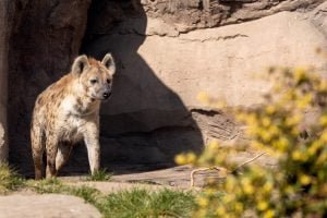 50 Animals List From The World of Mammals With Scientific Name 51 Spotted Hyena