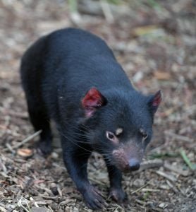 50 Animals List From The World of Mammals With Scientific Name 50 Tasmanian Devil