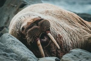 50 Animals List From The World of Mammals With Scientific Name 44 Walrus