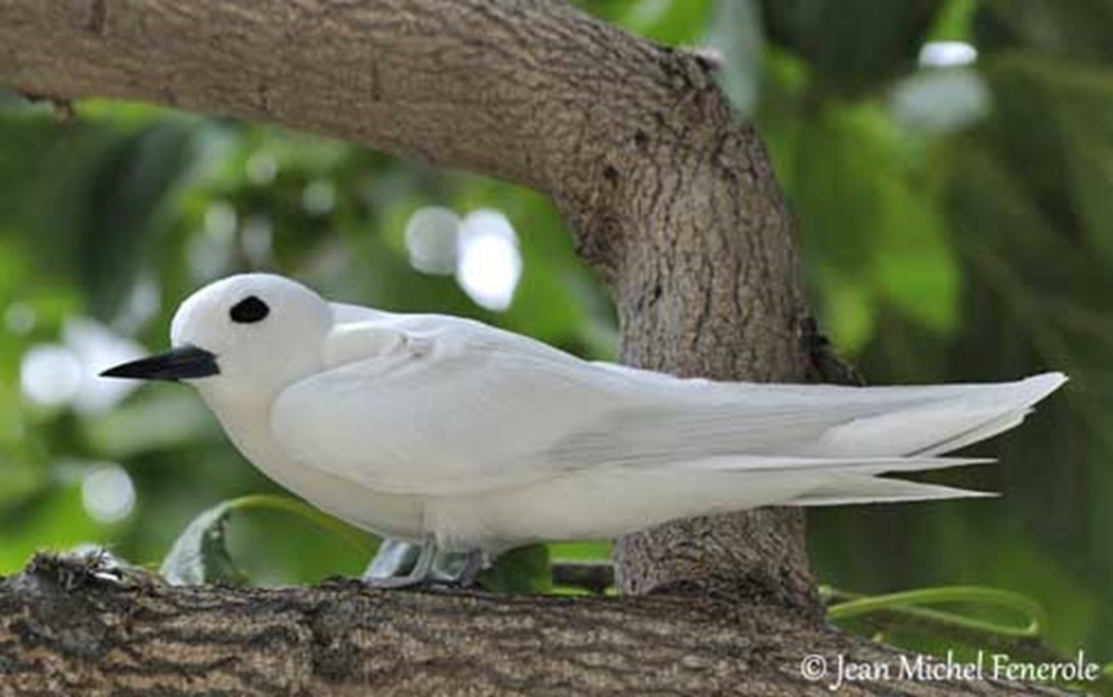 White Terns bird
