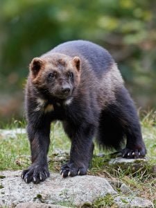 50 Animals List From The World of Mammals With Scientific Name 30 Wolverine