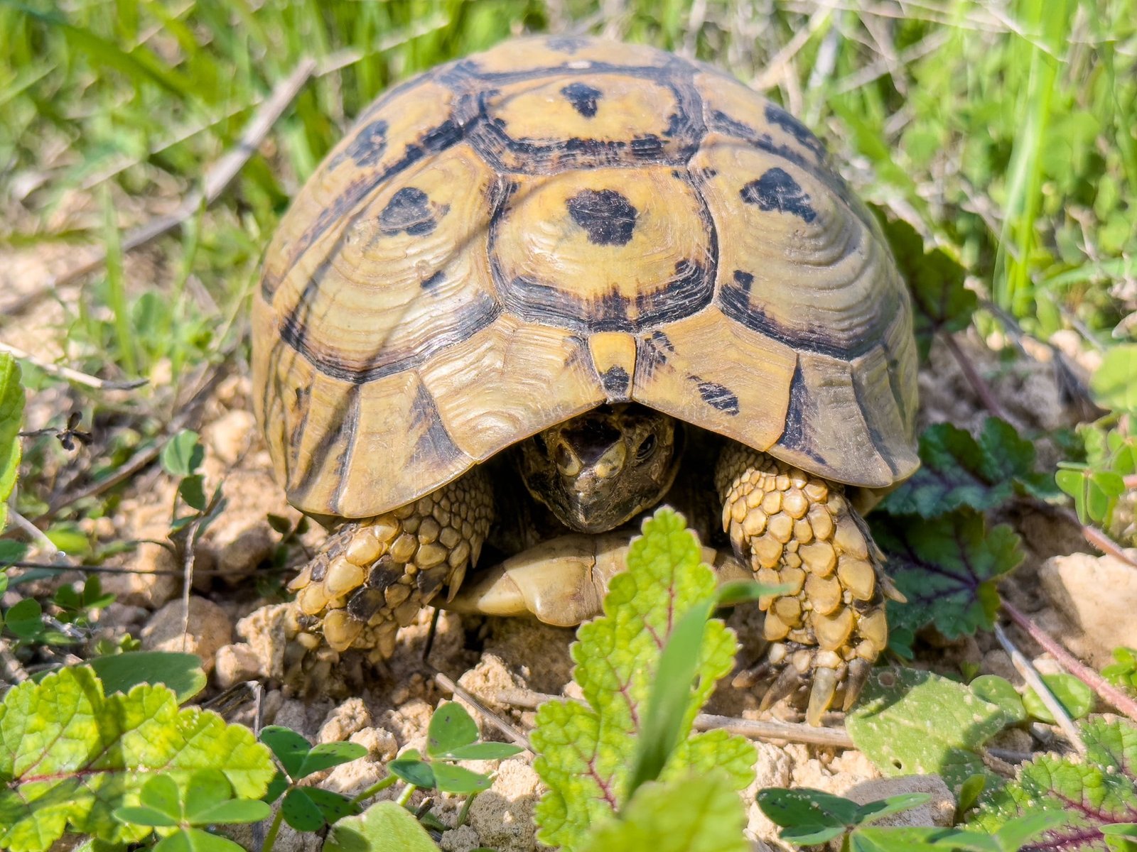 african sulcata tortoise
