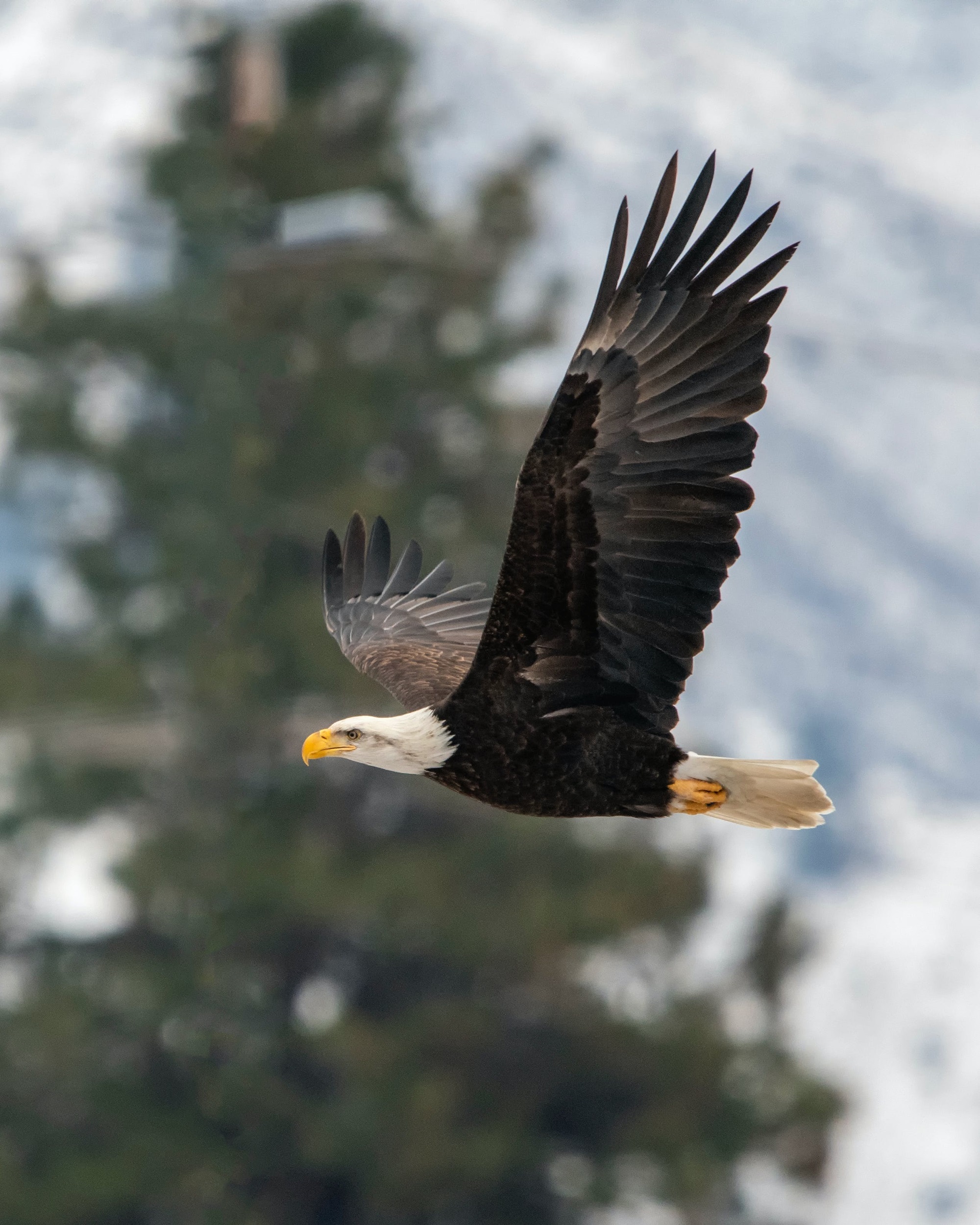 american bald eagle
